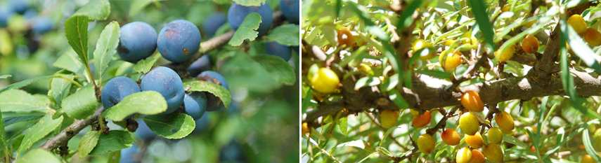 Sloes.jpg